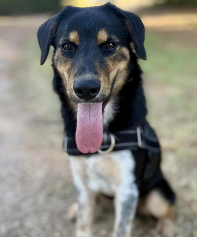 Collie, Adoptable, Puppy Male Australian Cattle Dog / Blue Heeler & Australian Shepherd.