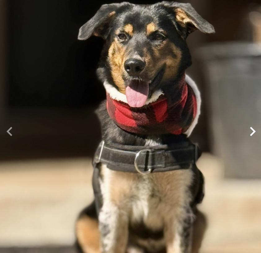 Collie, a Adoptable mixed breed in Boston, MA image 3/5