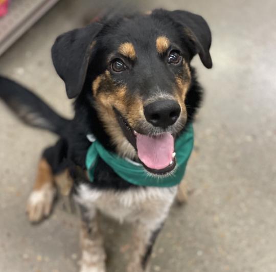 Collie, a Adoptable mixed breed in Boston, MA image 5/5