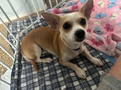 Maggie II *IN FOSTER*, Adoptable, Adult Female Chihuahua & Mixed Breed.