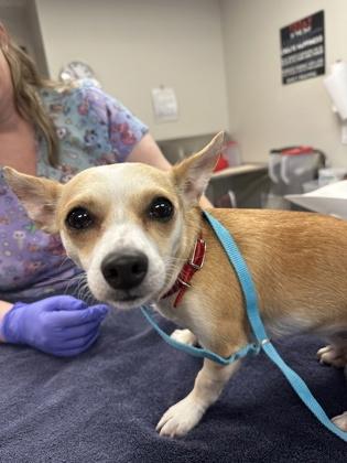 Enlarge Maggie II *IN FOSTER*, a Adoptable mixed breed in Scottsdale, AZ image 2/3