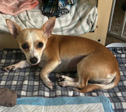 Enlarge Maggie II *IN FOSTER*, a Adoptable mixed breed in Scottsdale, AZ image 3/3