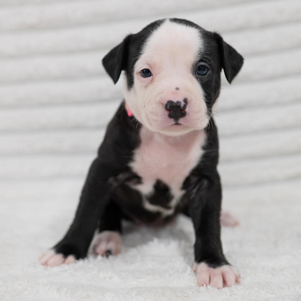 Enlarge Petal, a Adoptable mixed breed in Fulton, MO image 1/2
