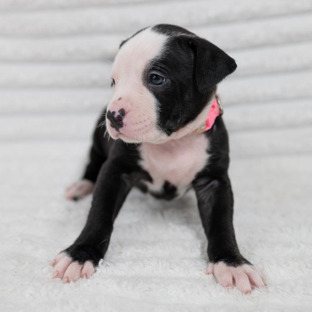 Enlarge Petal, a Adoptable mixed breed in Fulton, MO image 2/2