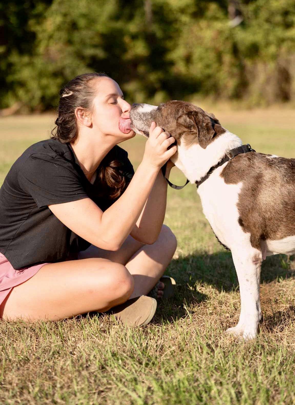 Enlarge Ernie, a Adoptable mixed breed in Charlotte , NC image 5/6