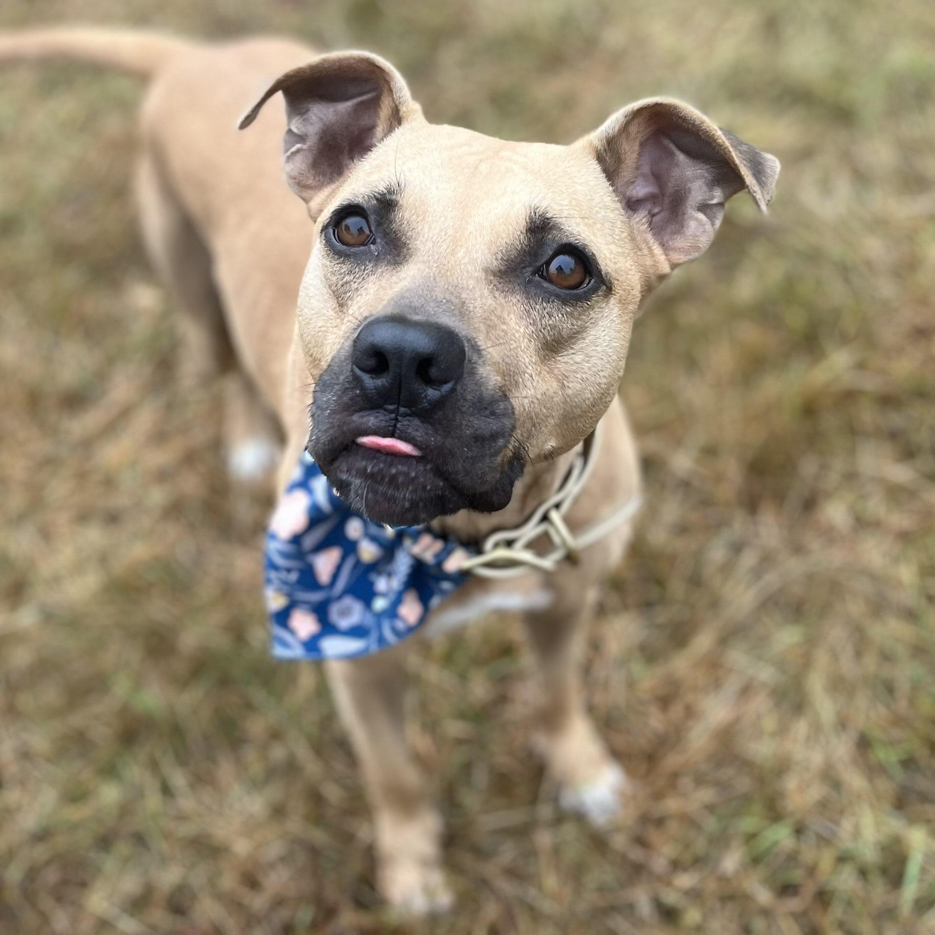 Harley, Adoptable, Young Female Mixed Breed.