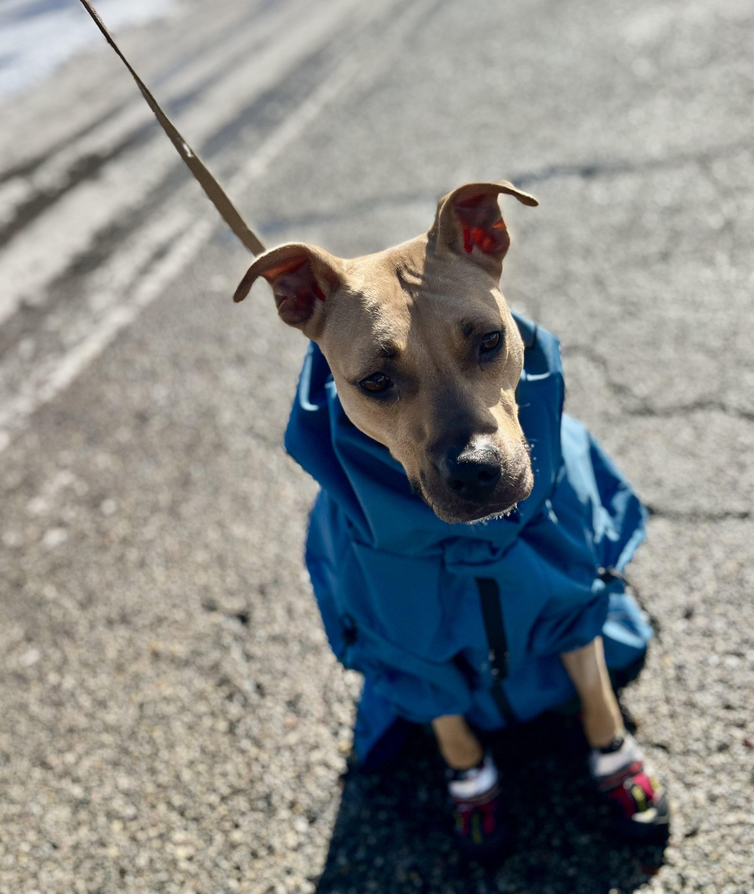 Harley, a Adoptable Mixed Breed in Mount Pleasant, MI image 2/3