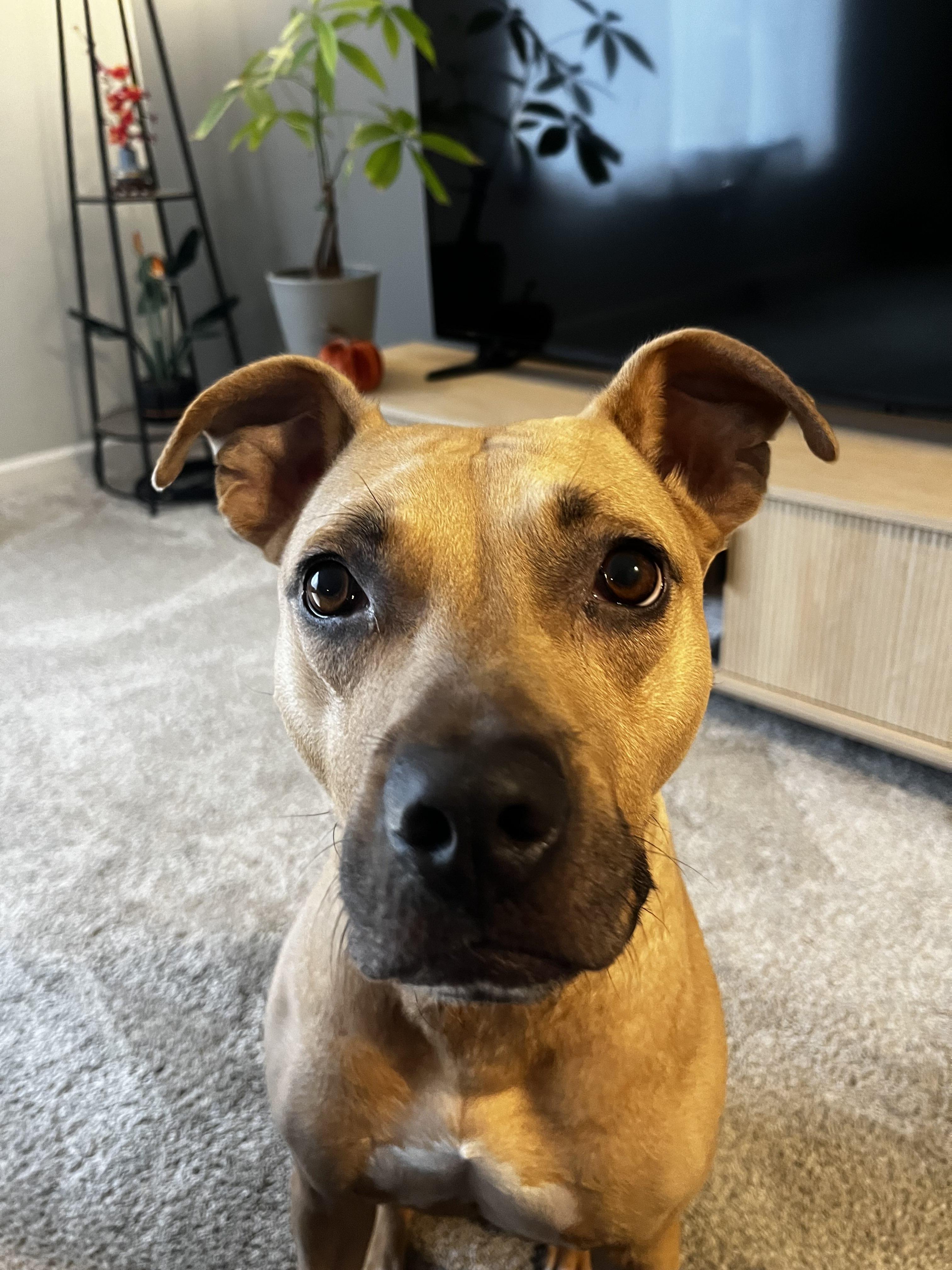 Harley, a Adoptable Mixed Breed in Mount Pleasant, MI image 3/3