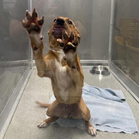 Enlarge Erin, a Adoptable Labrador Retriever in Hampton Bays, NY image 1/4