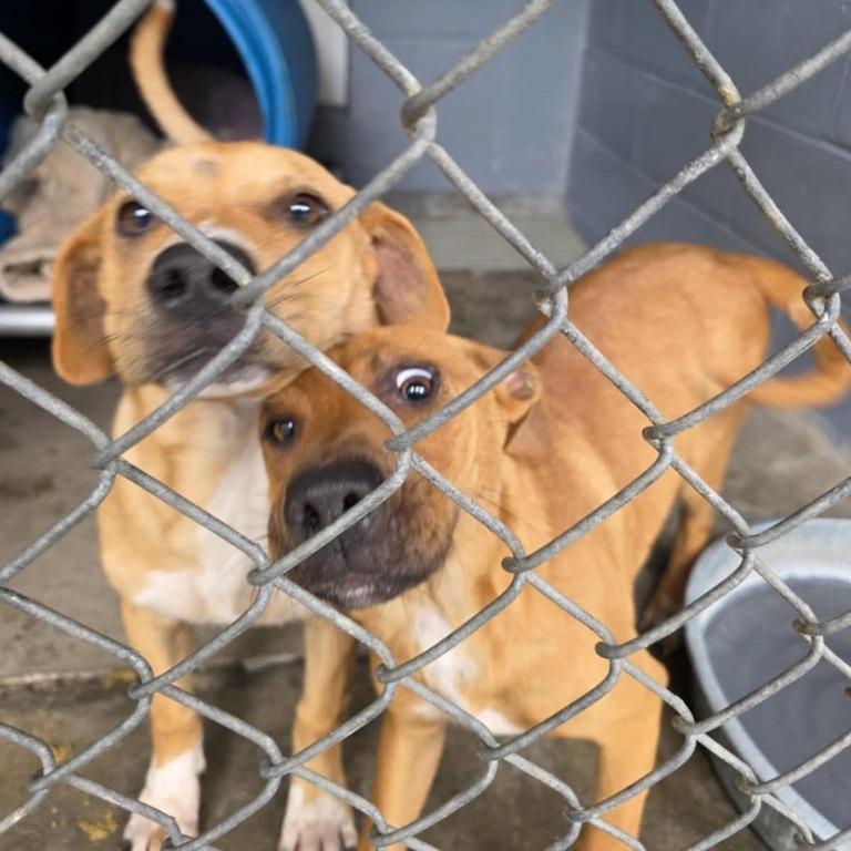 Enlarge Erin, a Adoptable Labrador Retriever in Hampton Bays, NY image 2/4