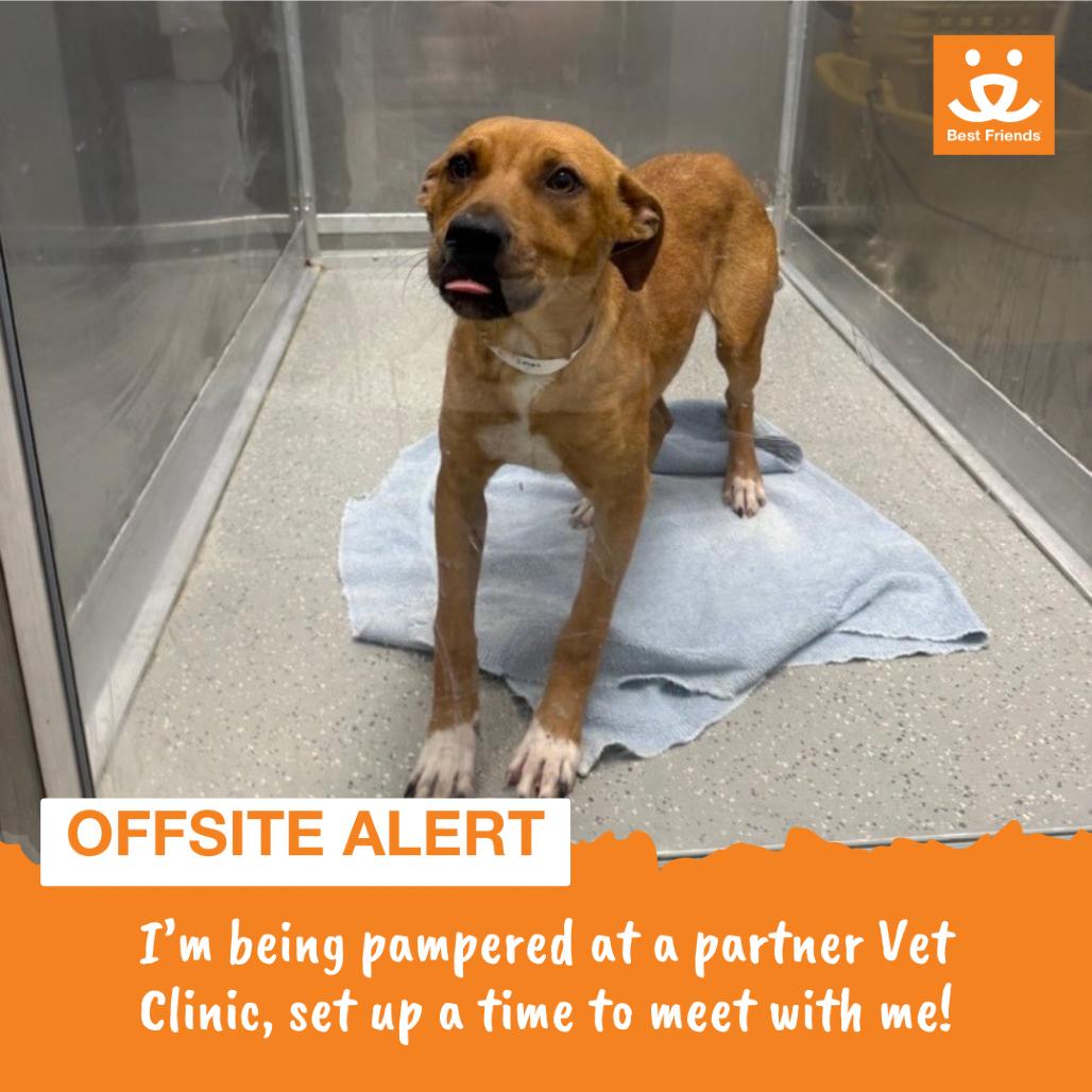 Enlarge Erin, a Adoptable Labrador Retriever in Hampton Bays, NY image 3/4