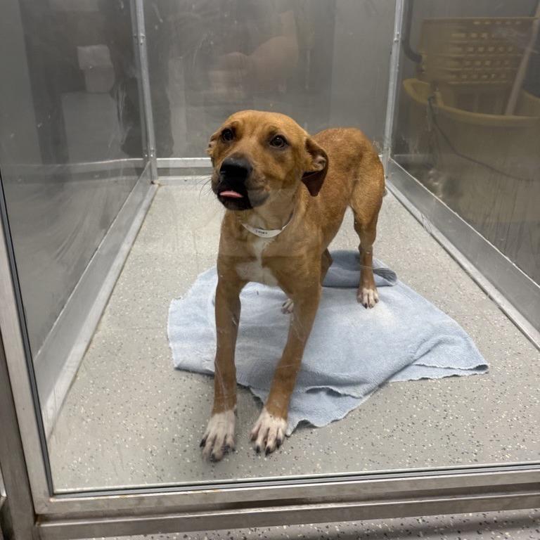 Enlarge Erin, a Adoptable Labrador Retriever in Hampton Bays, NY image 4/4