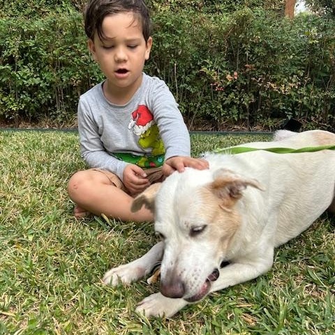 Enlarge Mabeline – Gentle, Sweet & Loving!  Great w/dogs, people & Kids!, a Adopted mixed breed in Harrisburg, PA image 3/6