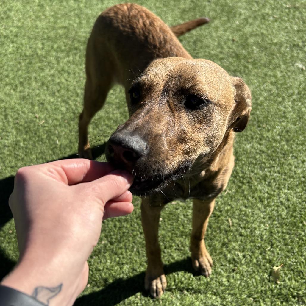 Grace - Sweet Girl! Good with Other Dogs!, Adoptable, Adult Female Mixed Breed.