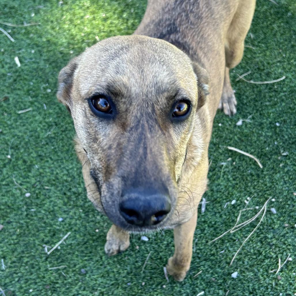 Grace - Sweet Girl! Good with Other Dogs!, a Adoptable Mixed Breed in Flagstaff, AZ image 2/5