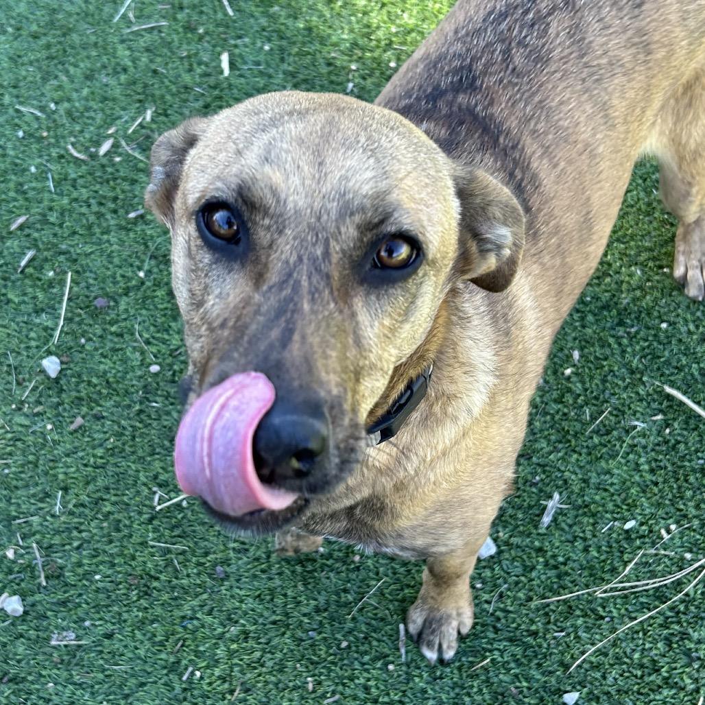 Grace - Sweet Girl! Good with Other Dogs!, a Adoptable Mixed Breed in Flagstaff, AZ image 3/5