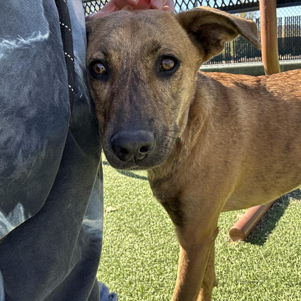 Grace - Sweet Girl! Good with Other Dogs!, a Adoptable Mixed Breed in Flagstaff, AZ image 4/5