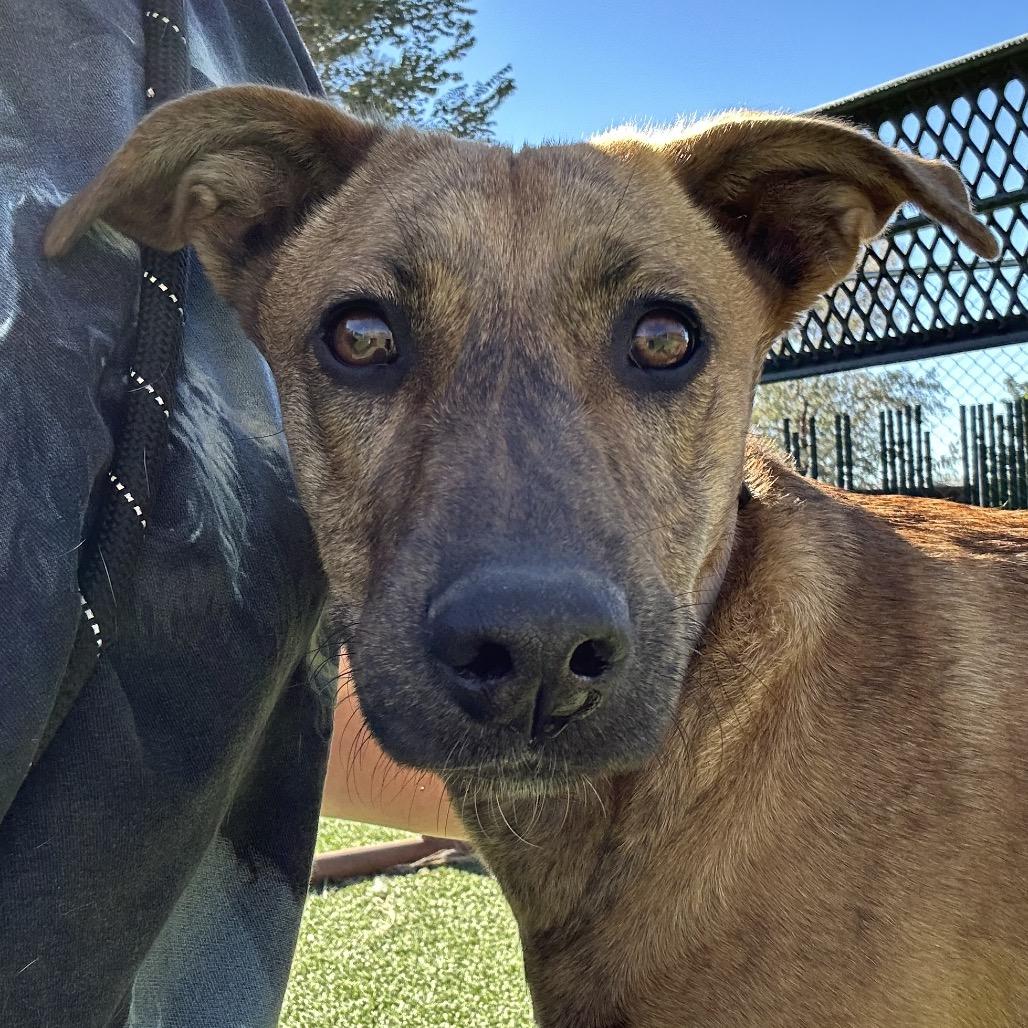 Grace - Sweet Girl! Good with Other Dogs!, a Adoptable Mixed Breed in Flagstaff, AZ image 5/5
