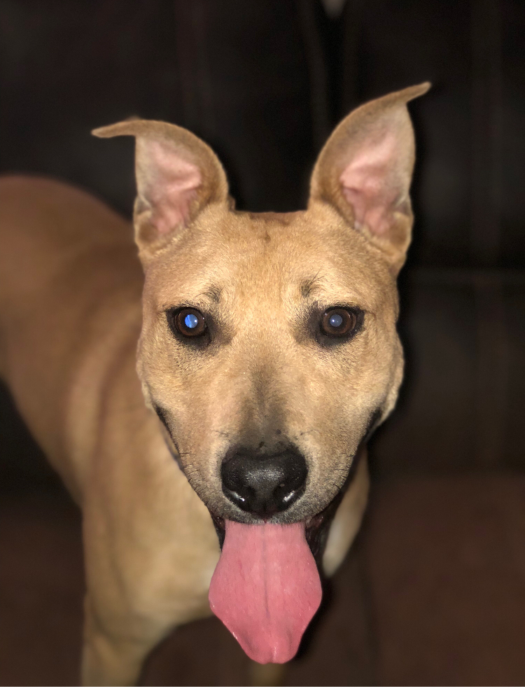 Enlarge Hannah, a Adoptable mixed breed in Yukon, OK image 1/6