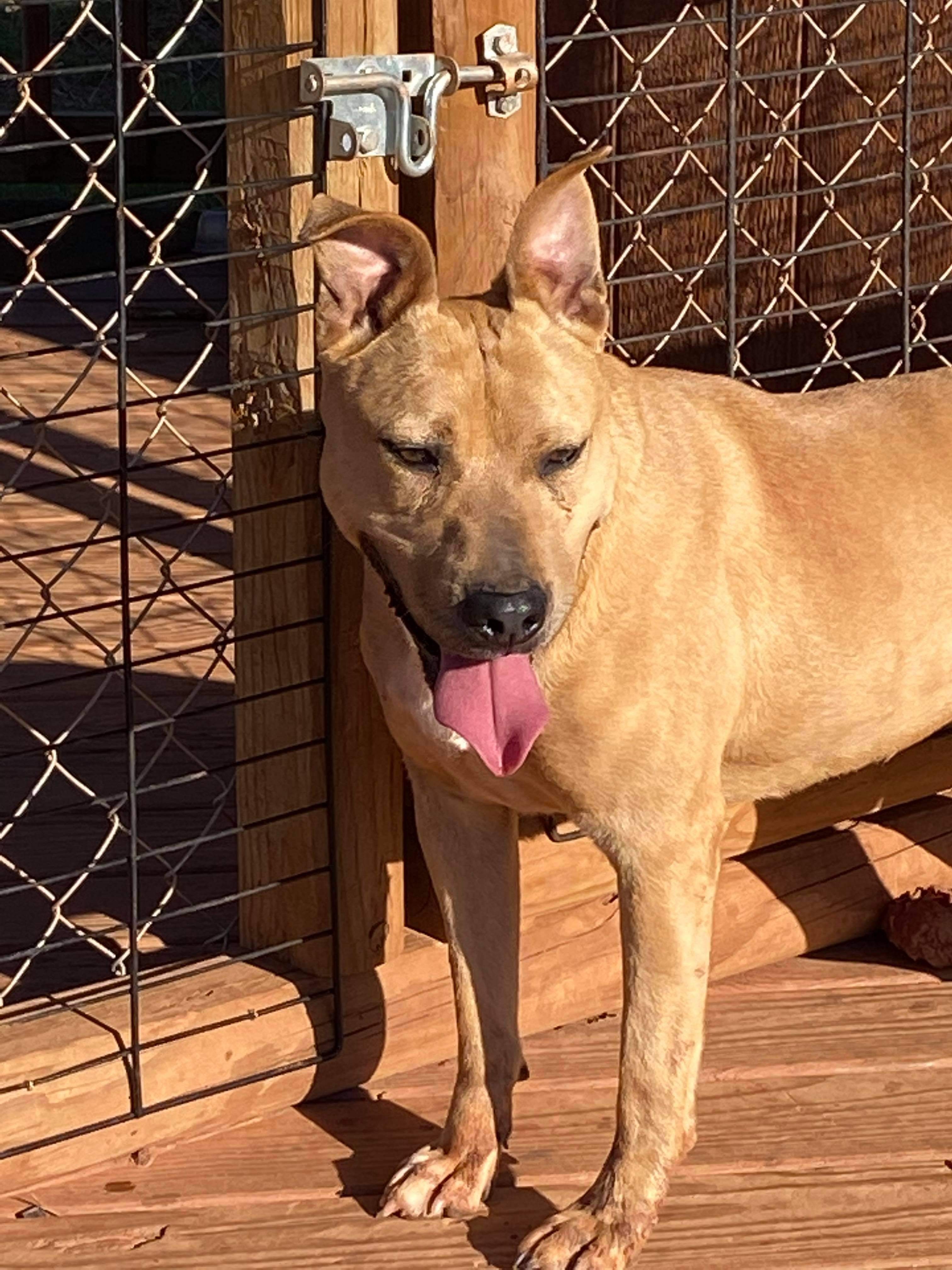 Enlarge Hannah, a Adoptable mixed breed in Yukon, OK image 3/6