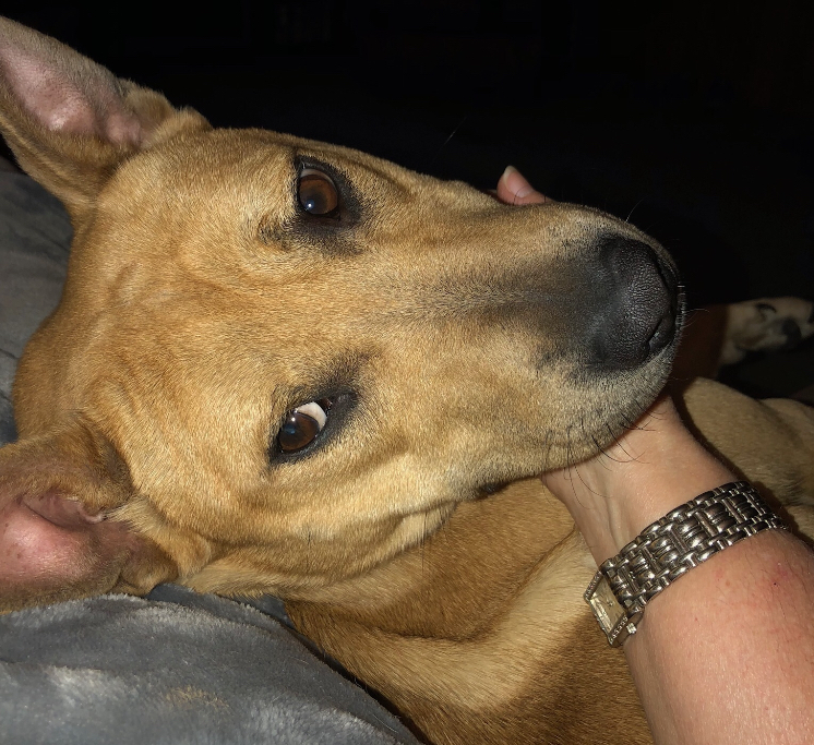 Enlarge Hannah, a Adoptable mixed breed in Yukon, OK image 4/6