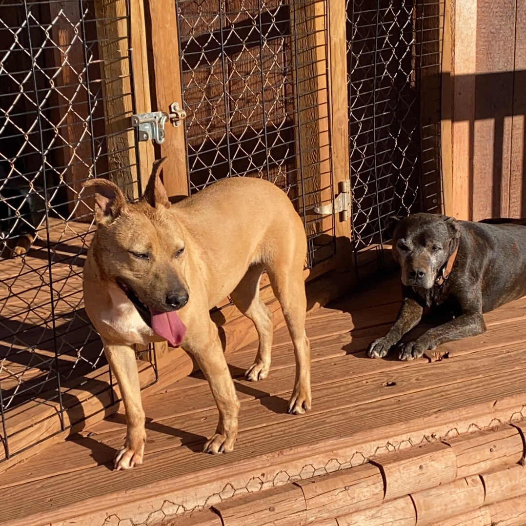 Enlarge Hannah, a Adoptable mixed breed in Yukon, OK image 5/6