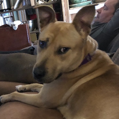 Enlarge Hannah, a Adoptable mixed breed in Yukon, OK image 2/6