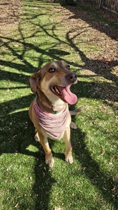 Enlarge Thistle, a ADOPTABLE mixed breed in Haltom City, TX image 3/3