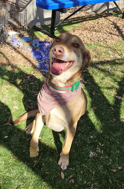 Thistle, ADOPTABLE, Adult Female Mixed Breed.