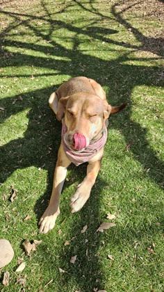 Enlarge Thistle, a ADOPTABLE mixed breed in Haltom City, TX image 2/3