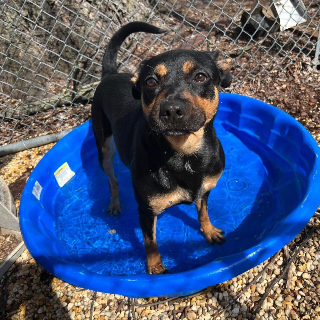 Villy, a Adoptable Mixed Breed in Lindenwold, NJ image 1/6