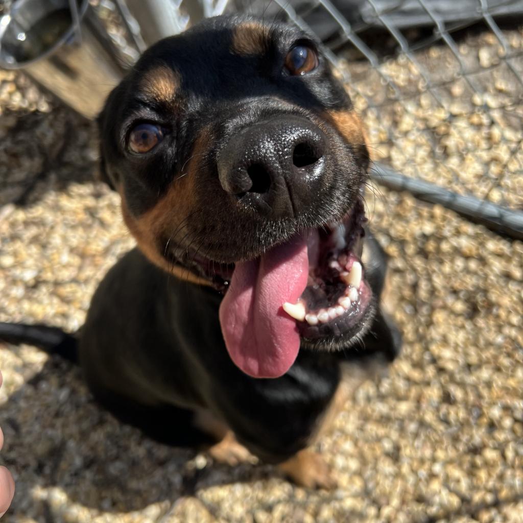 Villy, Adoptable, Adult Female Mixed Breed.