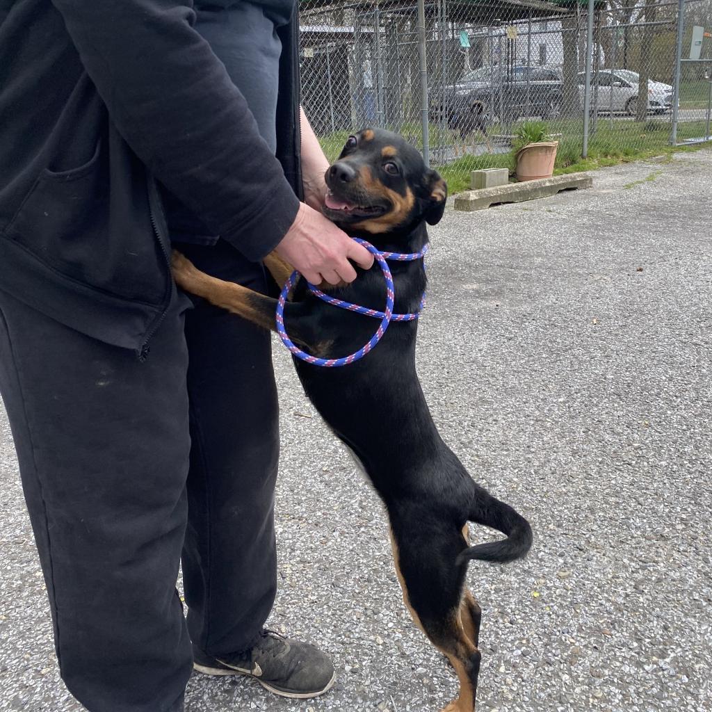 Villy, a Adoptable Mixed Breed in Lindenwold, NJ image 2/6