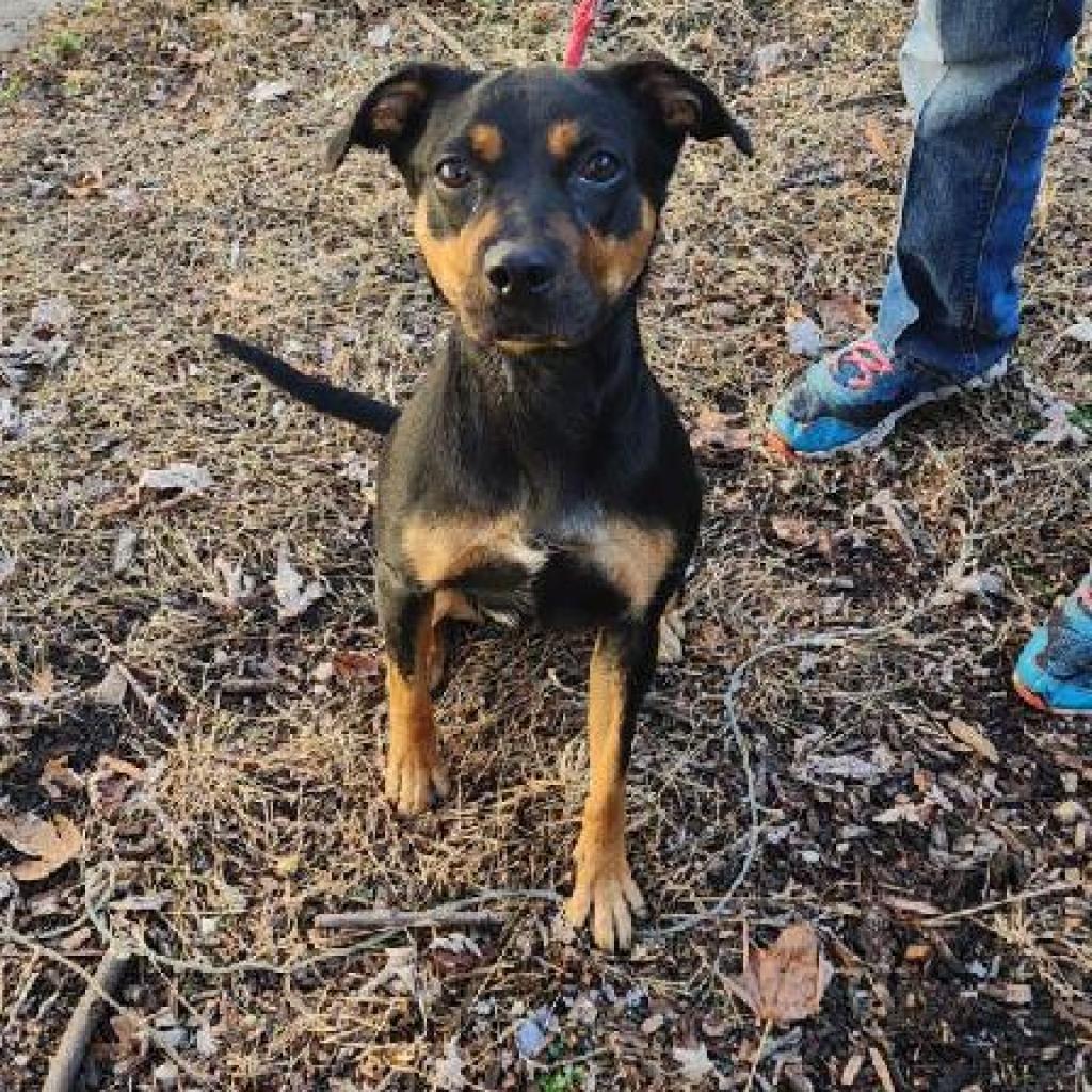 Enlarge Villy, a Adoptable Mixed Breed in Lindenwold, NJ image 4/6