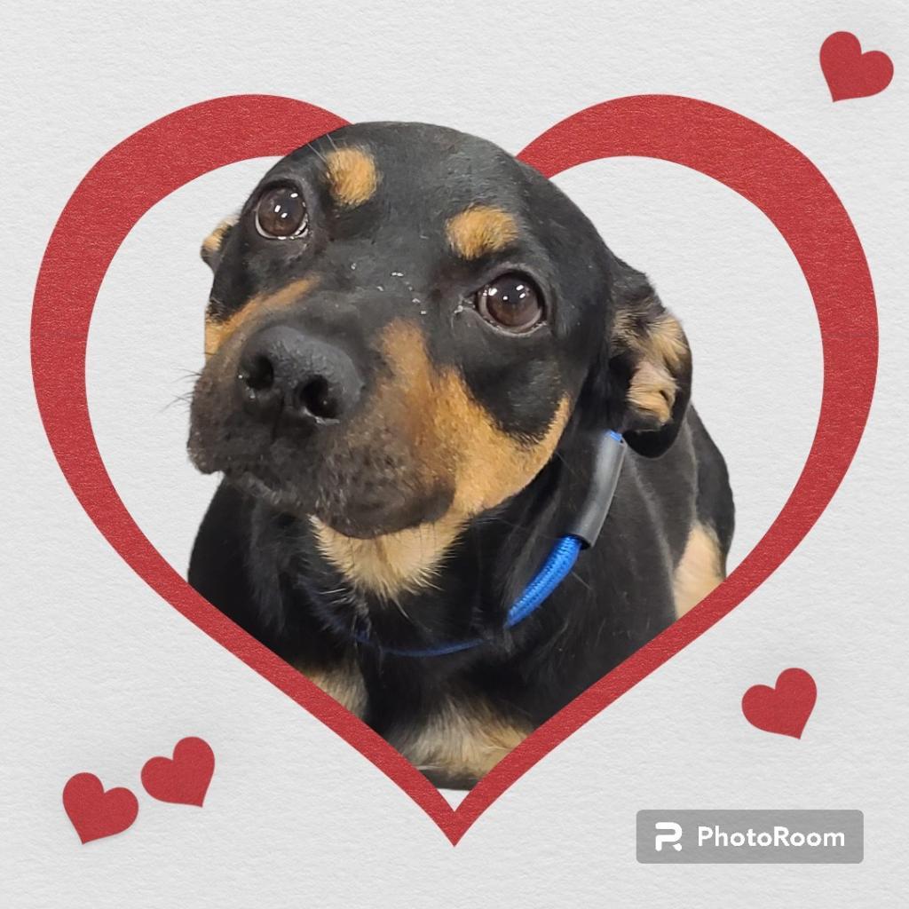 Villy, a Adoptable Mixed Breed in Lindenwold, NJ image 3/6