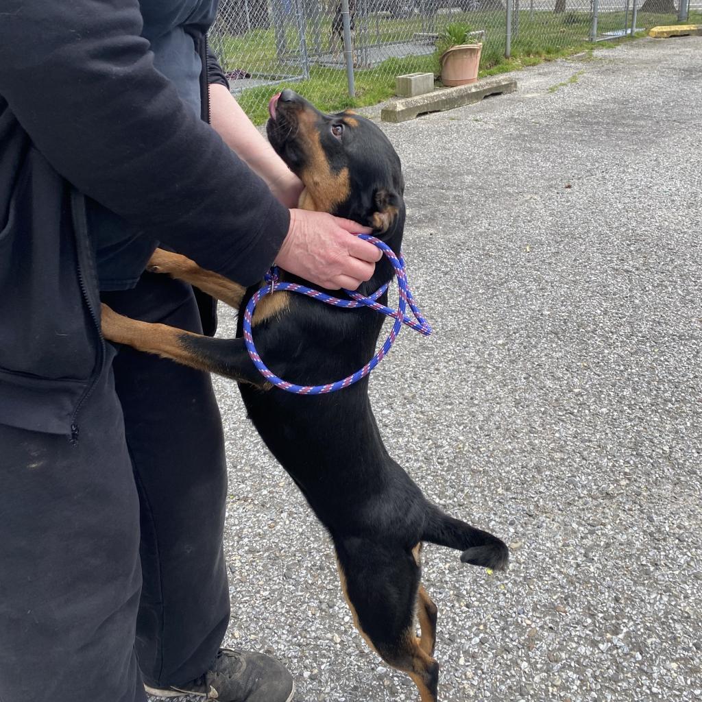 Villy, a Adoptable Mixed Breed in Lindenwold, NJ image 4/6