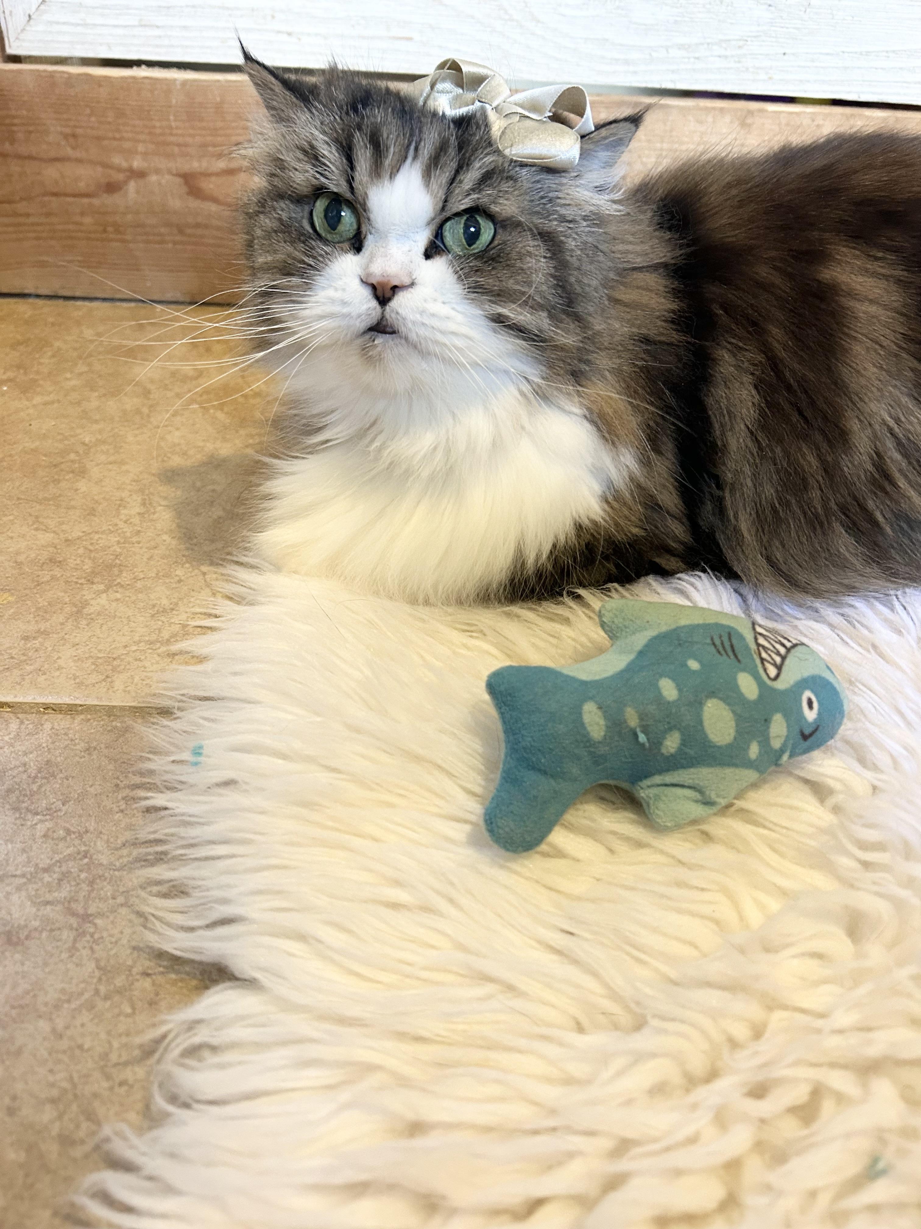Little, adopted, Adult Female Persian.