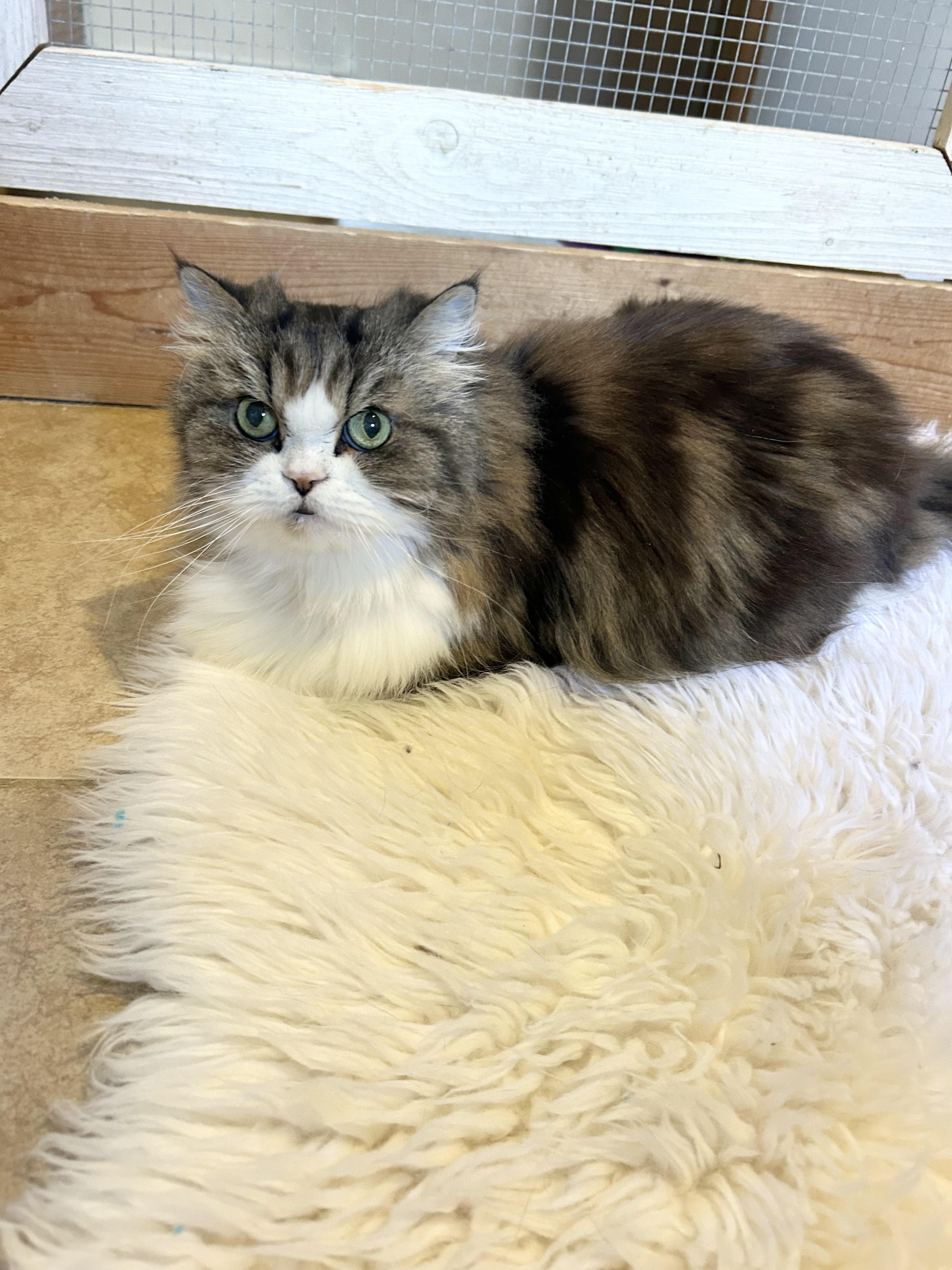 Enlarge Little, an adopted Persian in Bradenton, FL image 2/5