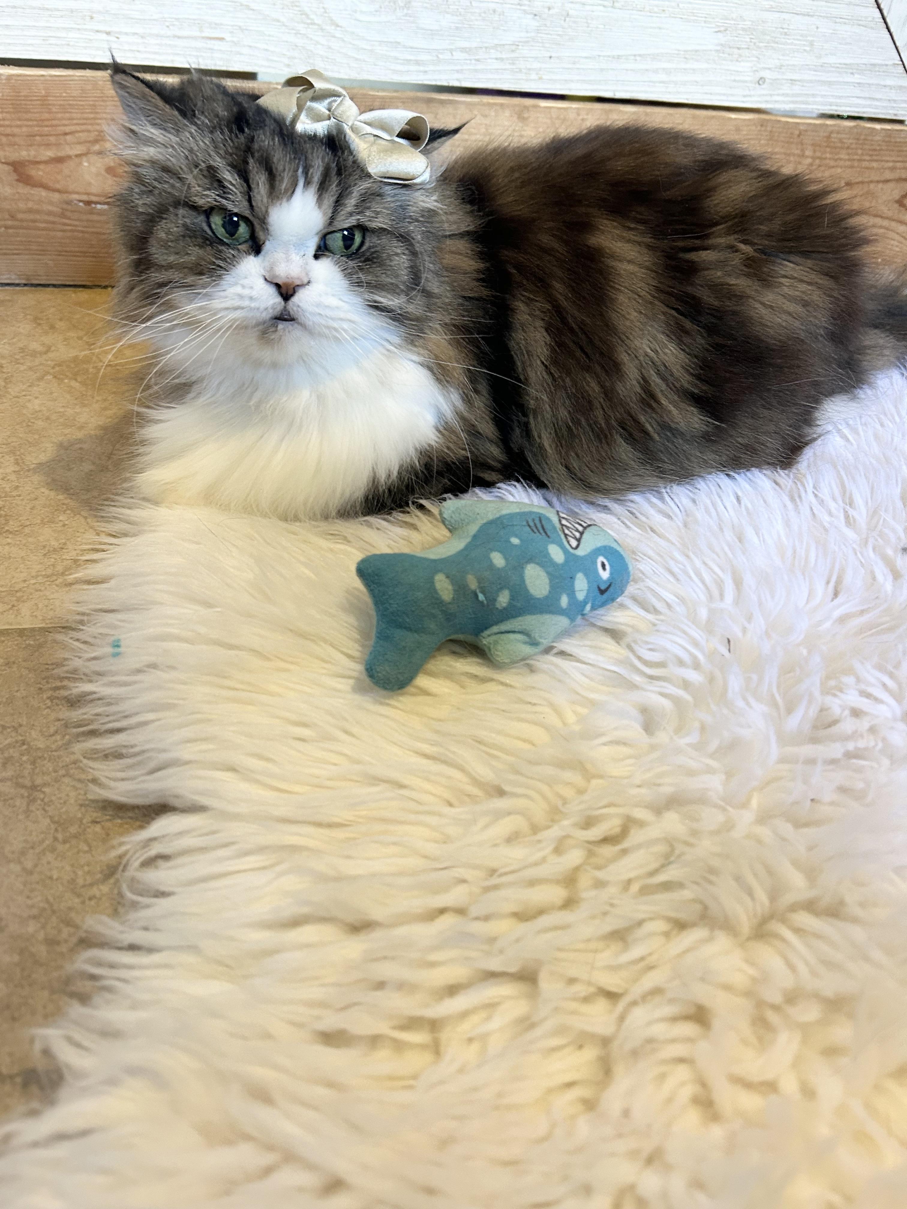 Enlarge Little, an adopted Persian in Bradenton, FL image 3/5