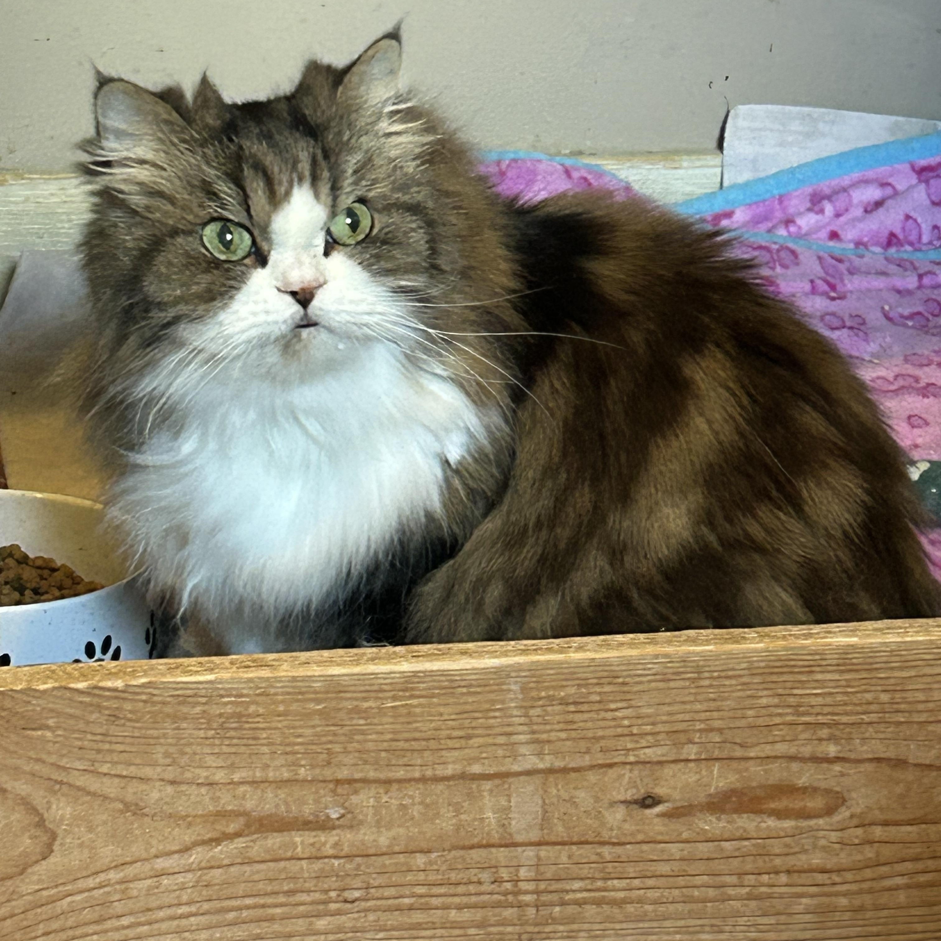 Enlarge Little, an adopted Persian in Bradenton, FL image 4/5