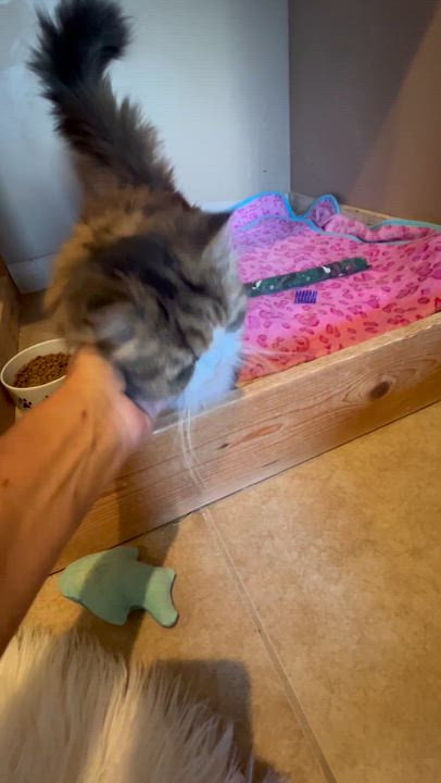 Enlarge Little, an adopted Persian in Bradenton, FL video 5/5