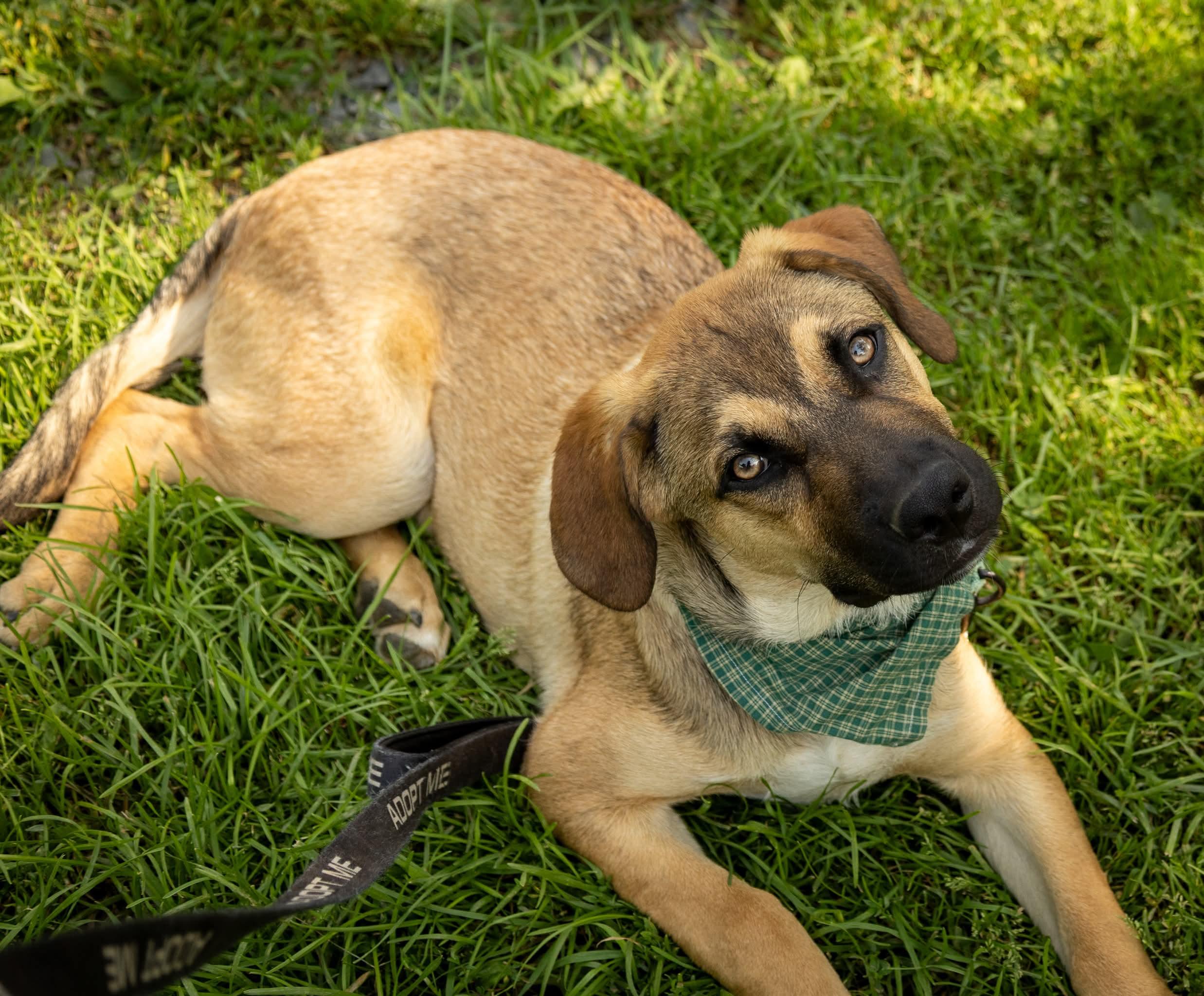 Snoopy, adoptable, Puppy Male Mixed Breed.