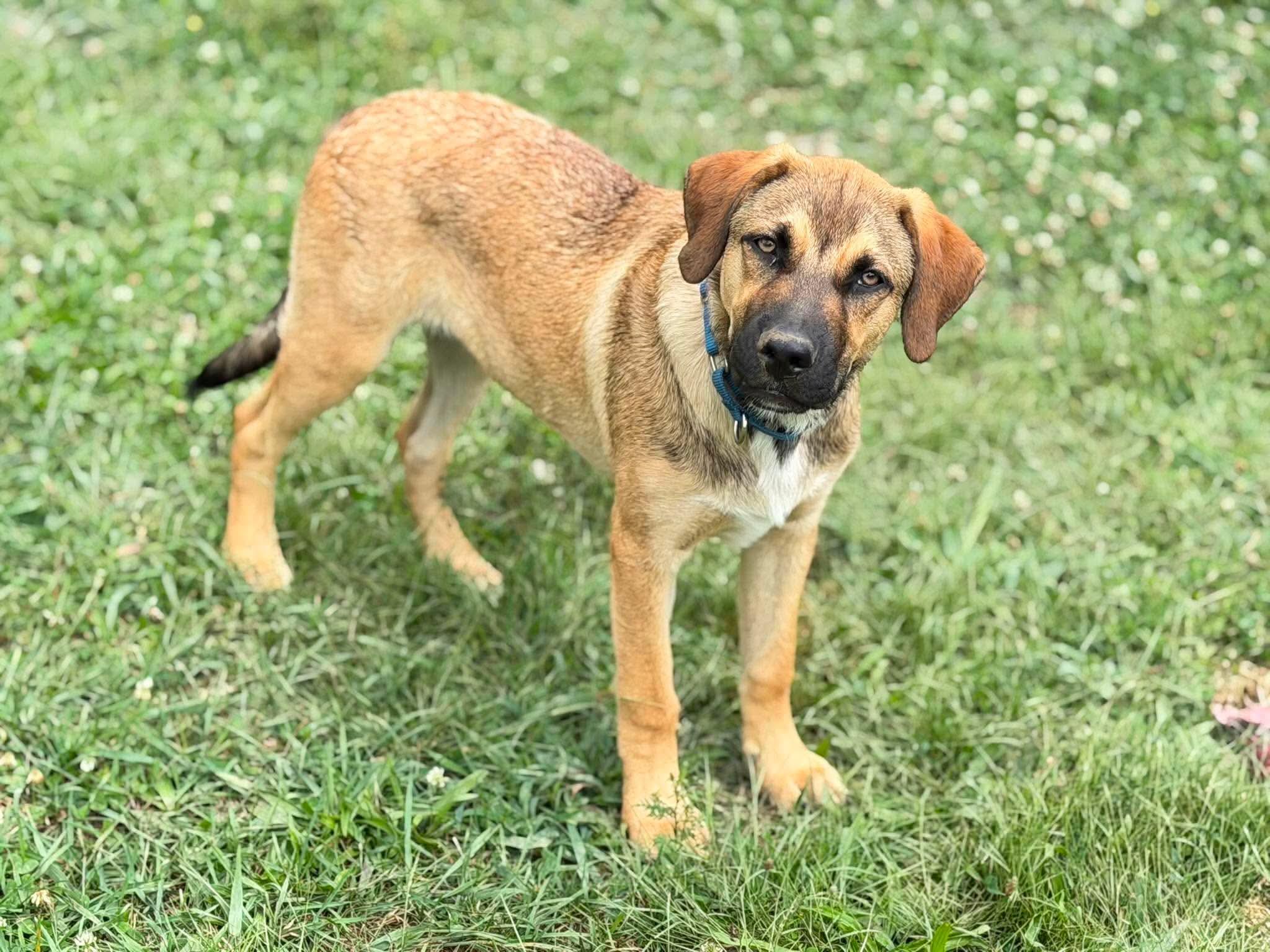 Snoopy, an adoptable Mixed Breed in Argyle, NY image 6/6