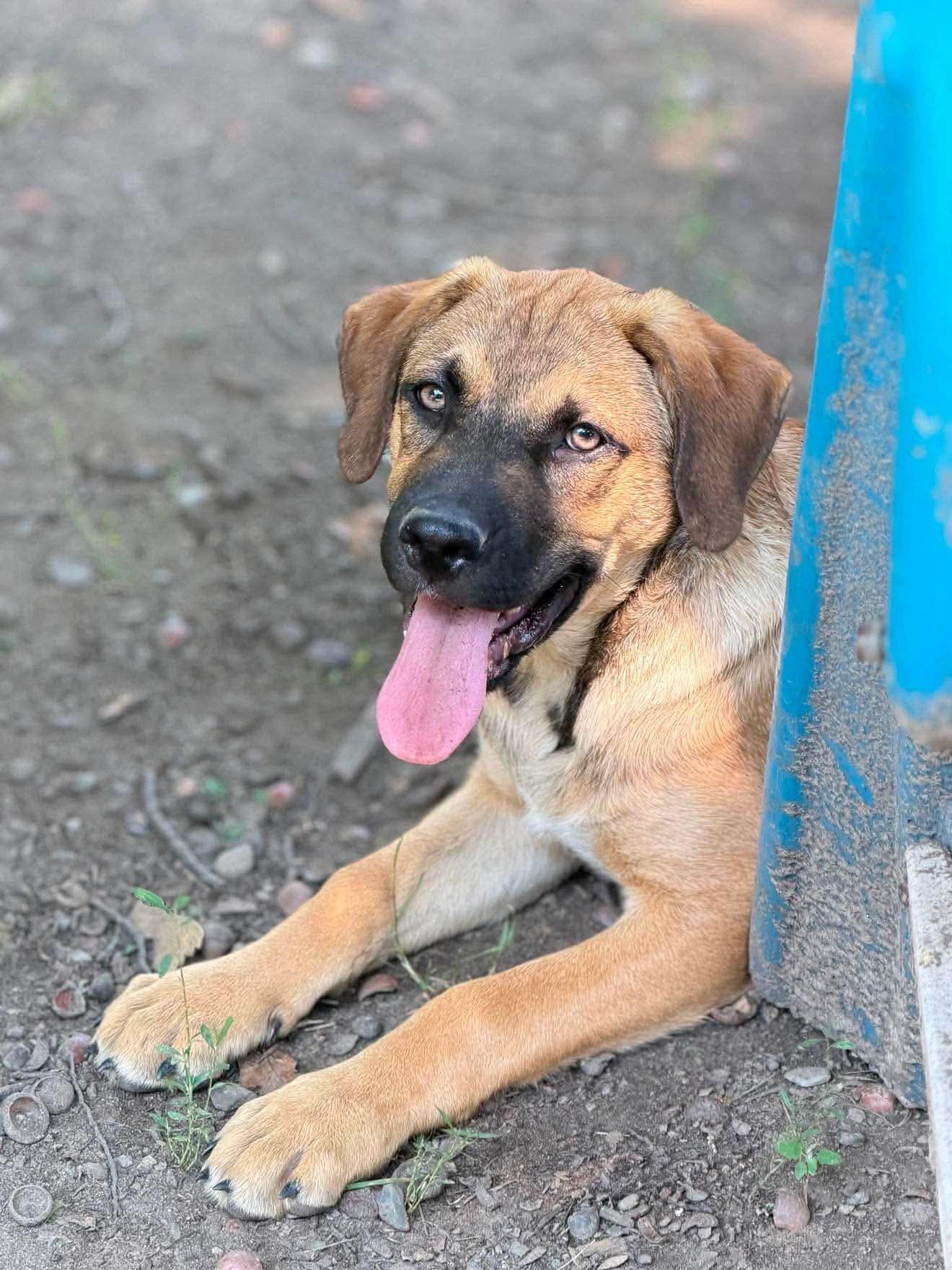 Snoopy, an adoptable Mixed Breed in Argyle, NY image 5/6