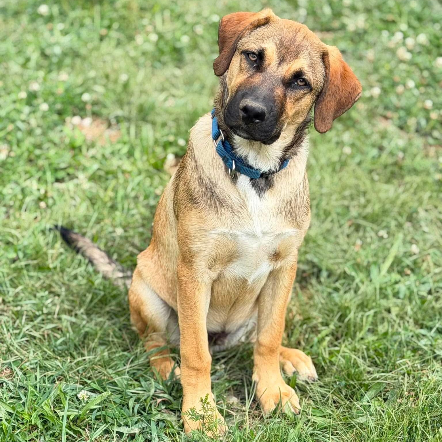 Snoopy, adoptable, Puppy Male Mixed Breed.