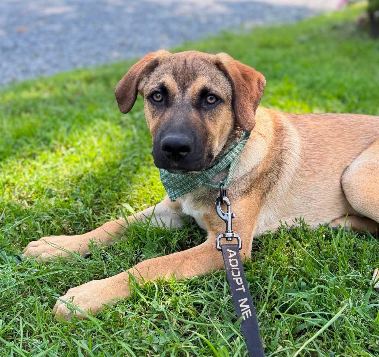 Snoopy, an adoptable Mixed Breed in Argyle, NY image 2/6