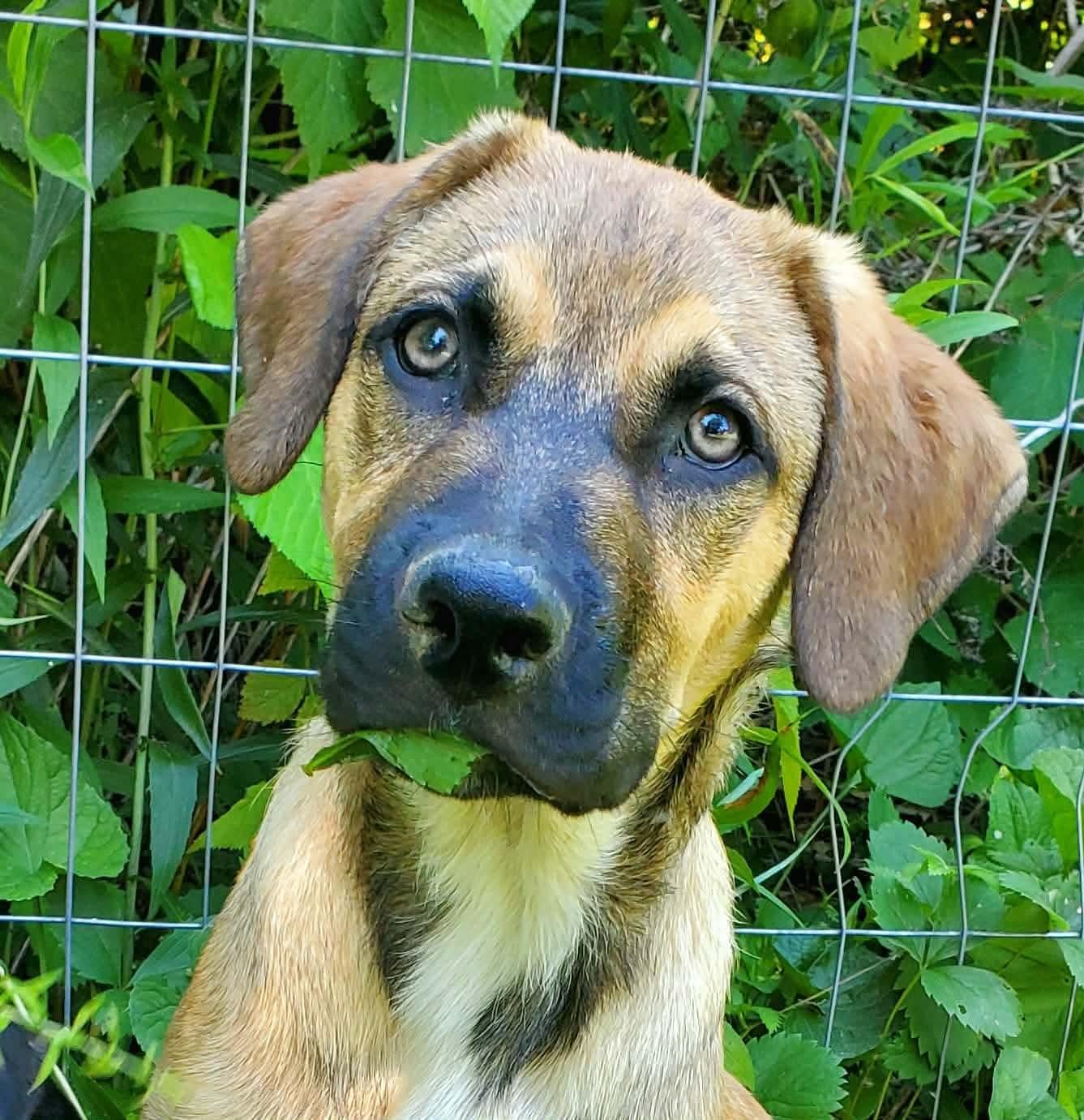 Snoopy, an adoptable Mixed Breed in Argyle, NY image 4/6