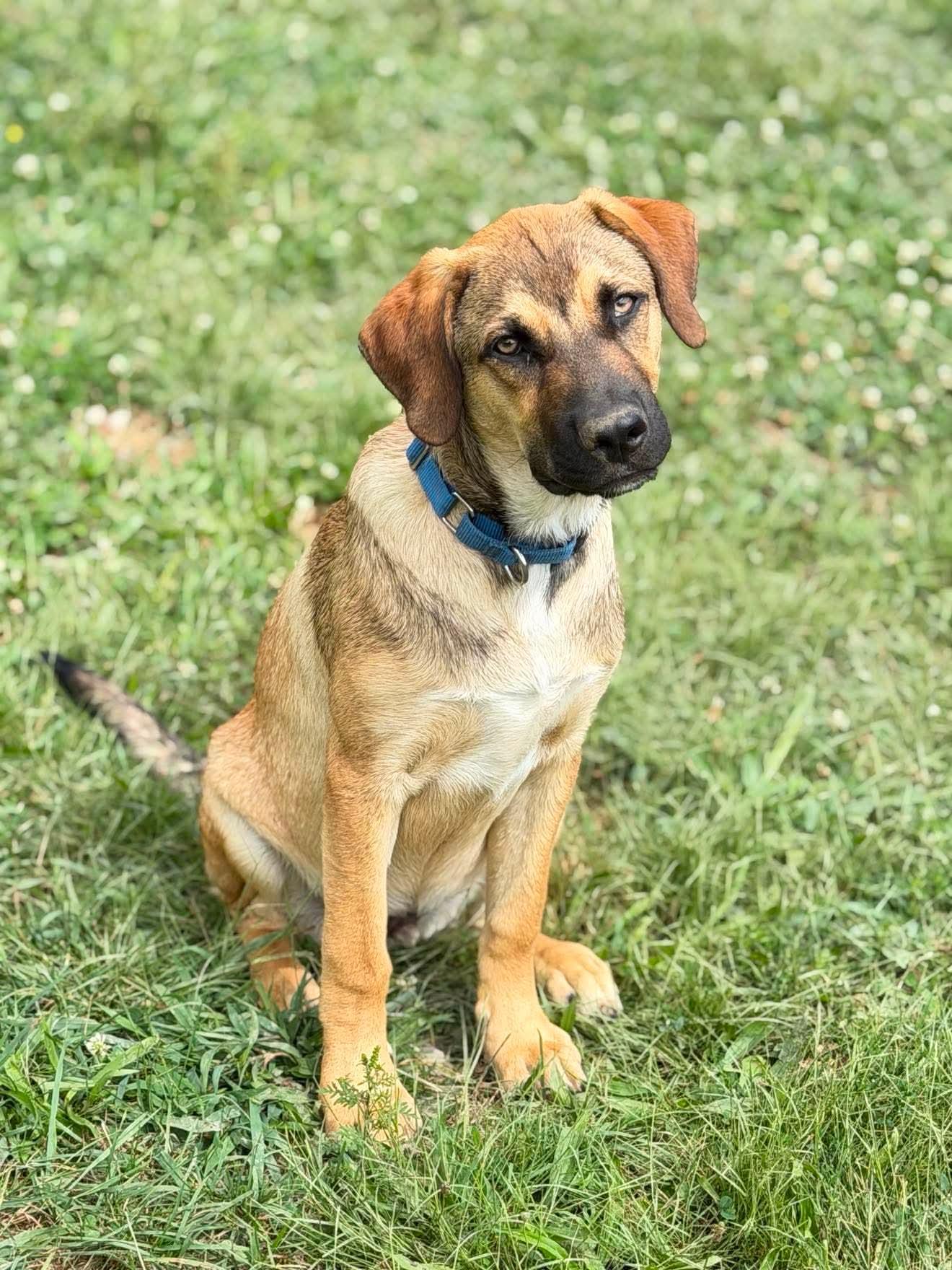 Snoopy, an adoptable Mixed Breed in Argyle, NY image 2/6
