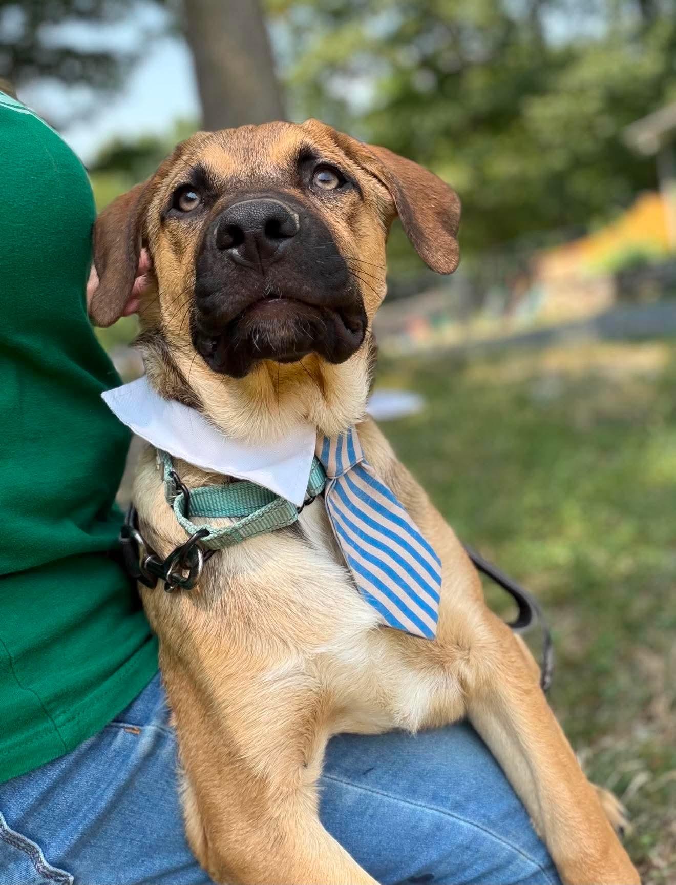 Snoopy, an adoptable Mixed Breed in Argyle, NY image 6/6