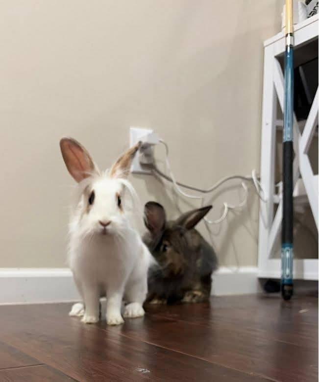 Enlarge Hakuna and Matata, a ADOPTABLE Lionhead in St. Charles, MO image 2/3